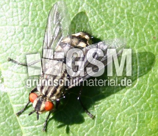 Aasfliege-Graue-Fleischfliege-1.jpg